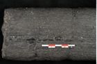 Foto (Detailansicht) von Calamites communis Ettingshausen (NHMW-GEO-2024-0188-10968)